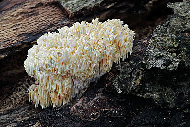 Ästiger Stachelbart