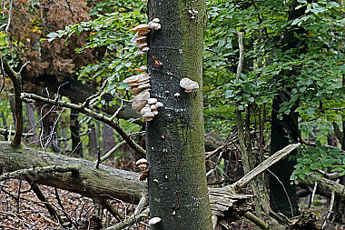 Buchen-Schleimrübling