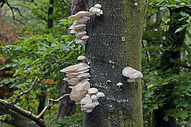 Buchen-Schleimrübling
