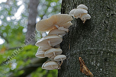 Buchen-Schleimrübling