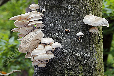 Buchen-Schleimrübling