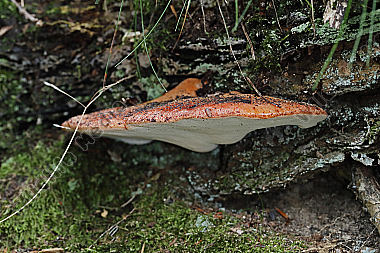 Leberpilz