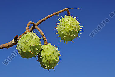 Gewöhnliche Rosskastanie Frucht
