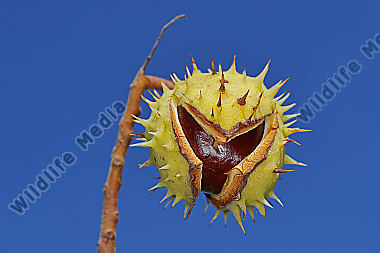 Gewöhnliche Rosskastanie Frucht