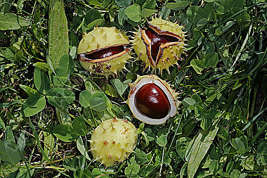 Gewöhnliche Rosskastanie Frucht