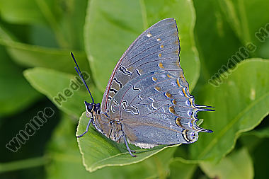 Blauflecken Charaxes Männchen