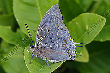Blauflecken Charaxes Männchen
