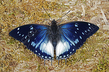 Blauflecken Charaxes Männchen