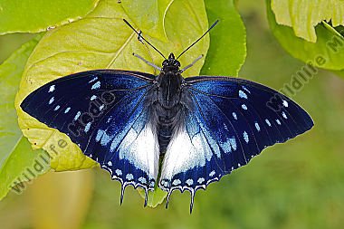 Blauflecken Charaxes Männchen