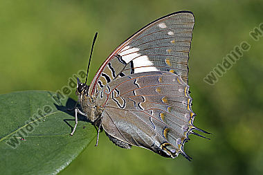 Blauflecken Charaxes Weibchen
