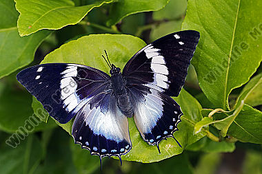 Blauflecken Charaxes Weibchen
