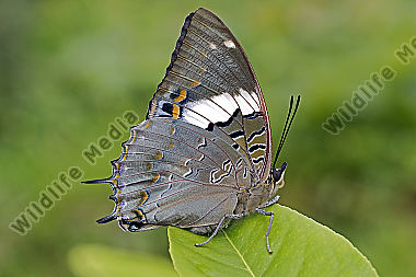 Blauflecken Charaxes Weibchen