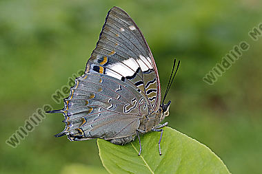 Blauflecken Charaxes Weibchen