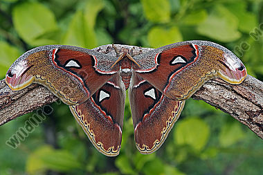 Atlasseidenspinner Lorquini Männchen