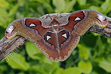 Atlasseidenspinner Lorquini Männchen