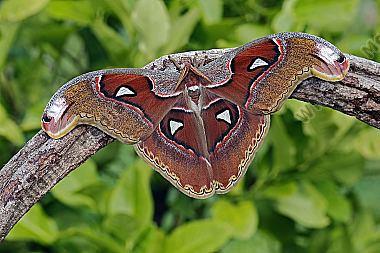 Atlasseidenspinner Lorquini Männchen