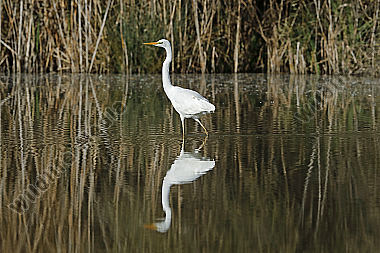 Silberreiher