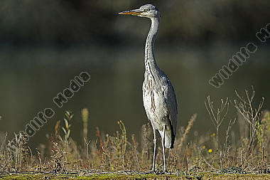 Graureiher Jungvogel
