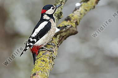 Buntspecht Männchen