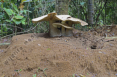 Riesenpilz Costa Rica