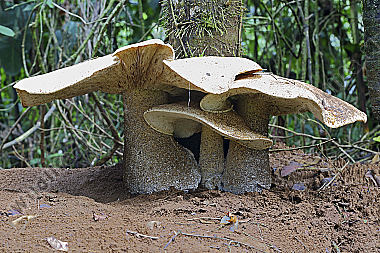 Riesenpilz Costa Rica
