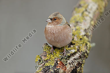 Buchfink Männchen