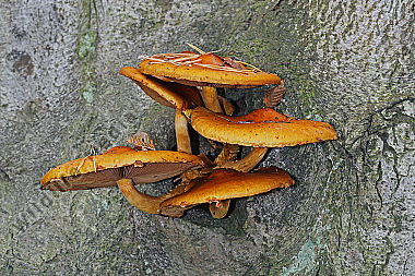 Abweichender Schüppling