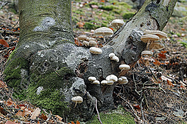 Buchen-Schleimrübling