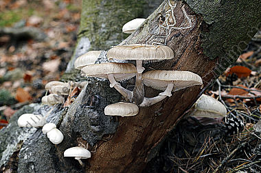Buchen-Schleimrübling