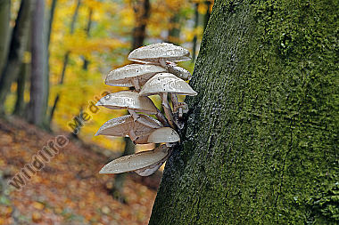 Buchen-Schleimrübling
