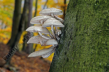 Buchen-Schleimrübling