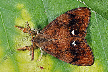 Schlehen-Bürstenspinner Männchen