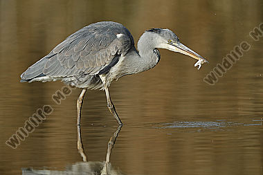 Graureiher Jungvogel