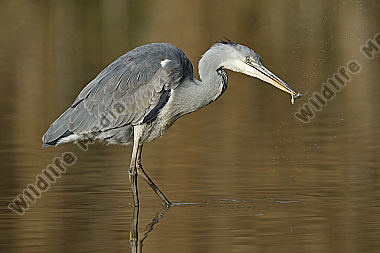 Graureiher Jungvogel