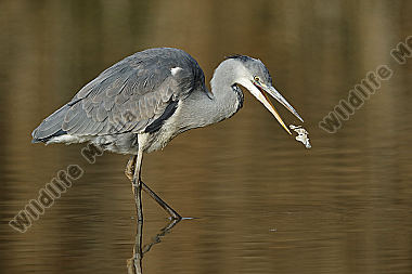 Graureiher Jungvogel