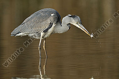Graureiher Jungvogel