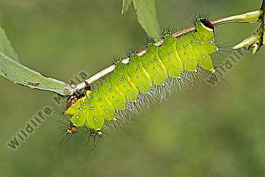 Laos Mondmotte Raupe