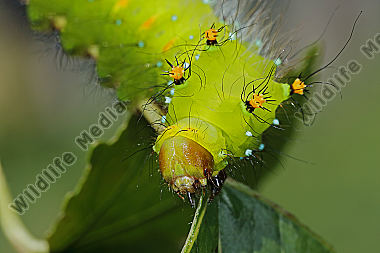 Laos Mondmotte Raupe