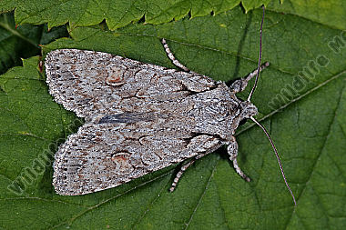 Hellgraue Holzeule