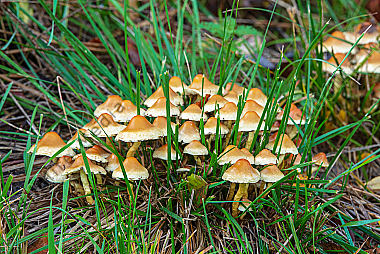 Grünblättriger Schwefelkopf