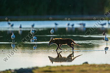 Fuchs im Flachwasser