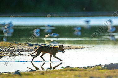 Fuchs im Flachwasser