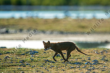 Fuchs im Gegenlicht