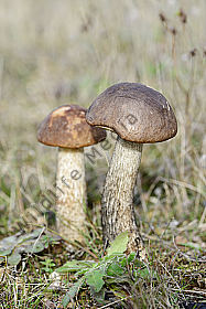 Birkenpilze im Herbst