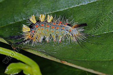 Kleiner Bürstenspinner Raupe