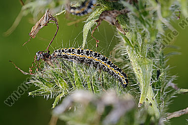 Möndcheneule Raupe
