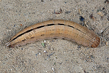 Großer Waldportier Raupe