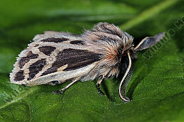 Zypern Bärenspinner clathrata Männchen