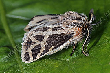 Zypern Bärenspinner clathrata Männchen