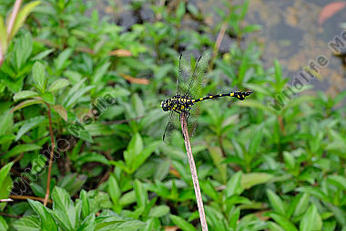 Ictinogomphus pertinax